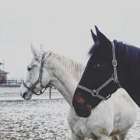 Hotel Trzy Podkowy Biskupiec (Nowe Miasto)