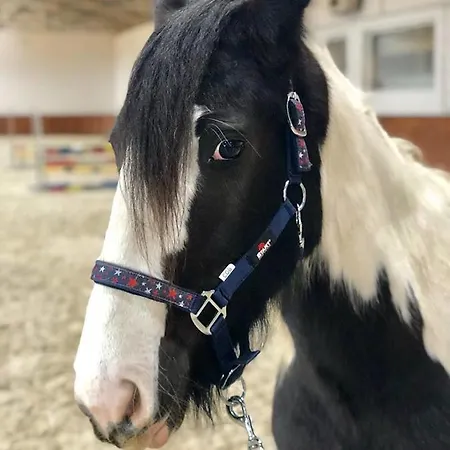 Trzy Podkowy Hotel Biskupiec (Nowe Miasto)