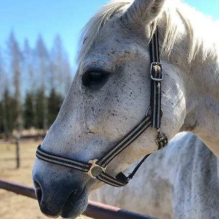 Hotel Trzy Podkowy Biskupiec (Nowe Miasto)