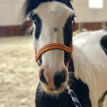 Trzy Podkowy 3* Biskupiec (Nowe Miasto)