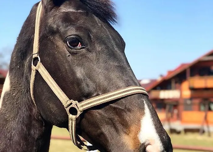 Hotel Trzy Podkowy Biskupiec (Nowe Miasto)