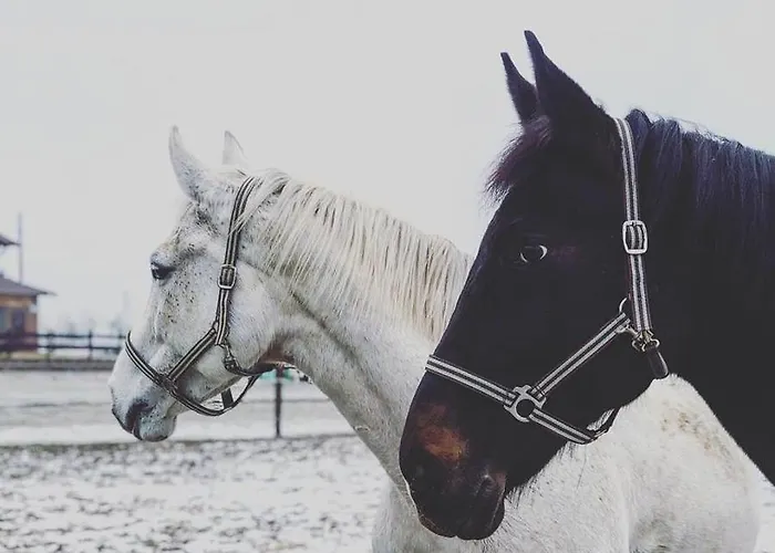 Hotel Trzy Podkowy Biskupiec (Nowe Miasto)