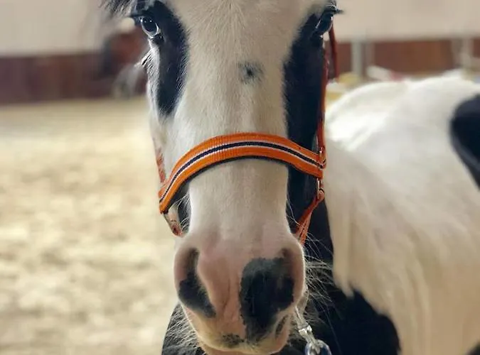 Trzy Podkowy 3* Biskupiec (Nowe Miasto)